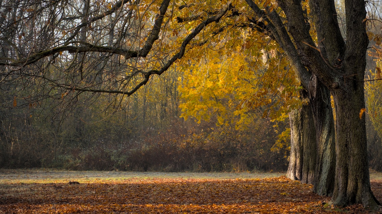 trees, fall, autumn leaves, landscape, leaves, leaves in the autumn, branches, avenue, park, nature, autumn leaves, landscape, leaves, park, park, park, park, park, nature, nature