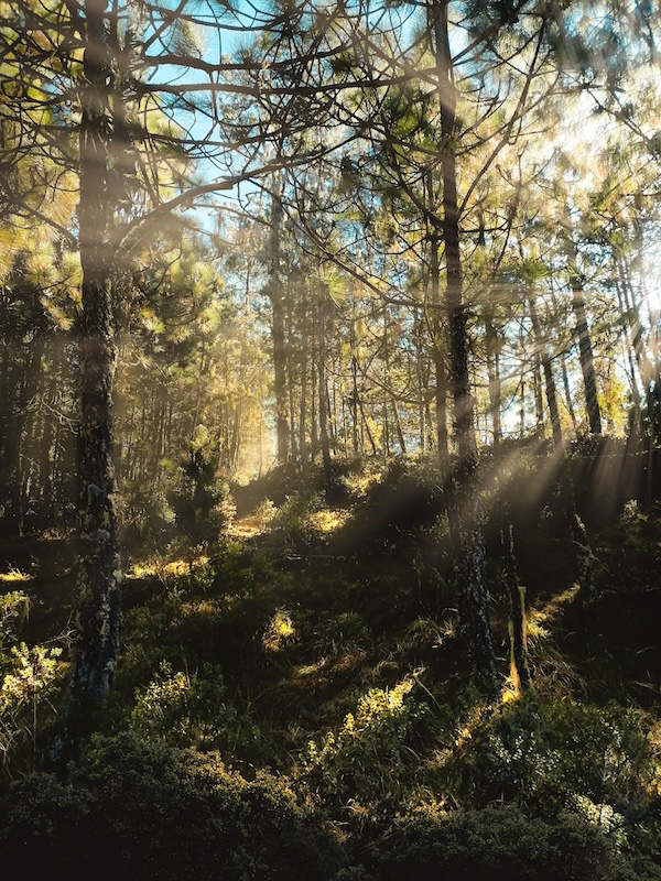 Light coming through trees in a forest demonstrating peace and calm EMDR therapy can bring